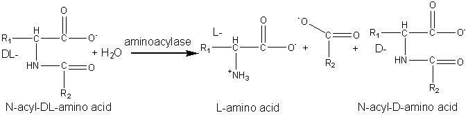 N -acyl -DL -amino acid --aminoacylase--> L -amino acid + N -acyl -D -amino acid