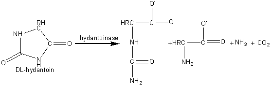 stereospecific hydantoin hydrolysis