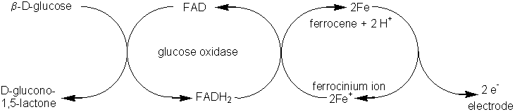 Transfer of electrons from oxygen to the electrode, via FAD and ferrocene