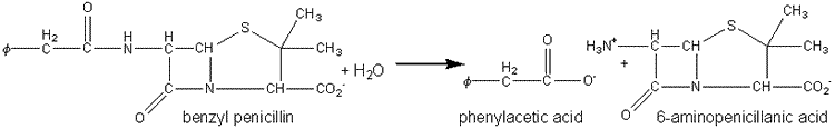 benzyl penicillin ----> 6 -aminopenicillanic acid + phenylacetic acid
