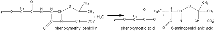 phenoxmethyl penicillin  ----> 6 -aminopenicillanic acid + phenoxyacetic acid