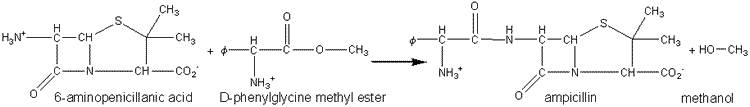 6 -aminopenicillanic acid + D -phenylglycine methyl ester ----> ampicillin + methanol