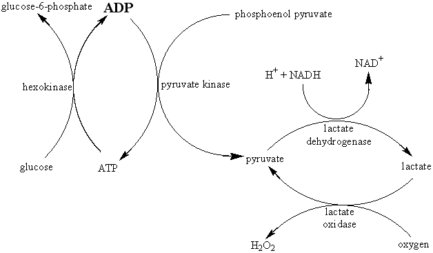 ADP --(pyruvate kinase)--> ATP: ATP --(hexokinase)--> ADP; pyruvate--(lactate dehydrogenase)-->lactate; lactate --(lactate oxidase)--> pyruvate