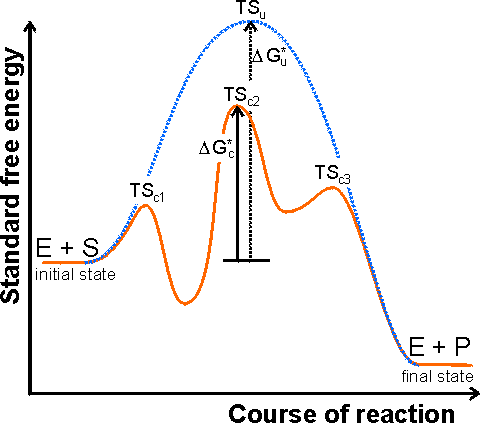 The free energy profile of the course of an enzyme catalysed reaction involving the formation of enzyme-substrate (ES) and enzyme-product (EP) complexes is lower than the uncatalysed reaction