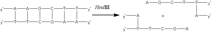 intact DNA  --(Hind III)-->cleaved DNA