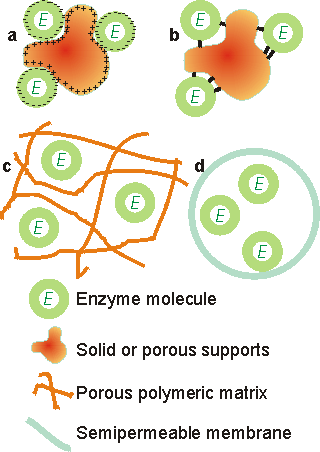 The four principal methods available for immobilising enzymes