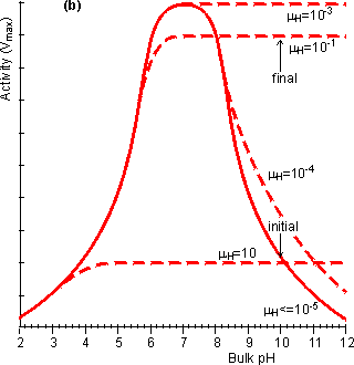 The effect of the surface pH on the pH-activity profile