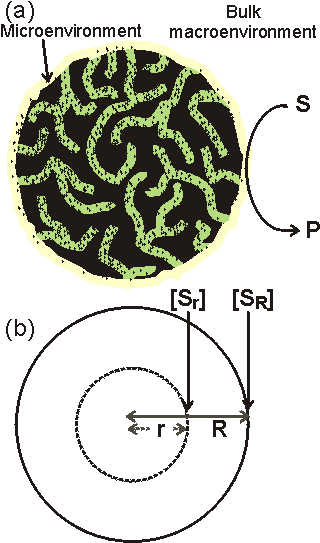 Porous bead diameter R, substrate concentration at radius r is [Sr]