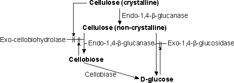 Cellulose hydrolysis
