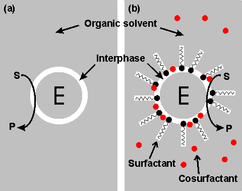 Enzyme in biphasic solvent