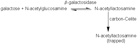 galactose + N-acetylglucosamine ==beta-galactosidase== N-acetyllactosamine --> N-acetyllactosamine (trapped by carbon celite)