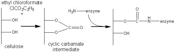Ethyl chloroformate forming enzyme carbamate with cis diol polysaccharides