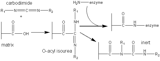 Carbodiimide linking carboxylic acid and amine