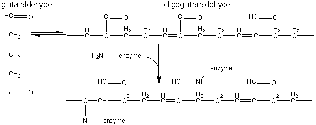 Oligo-glutaraldehyde linking amines