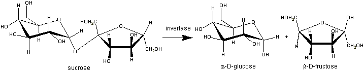 sucrose --invertase--> alpha-D-glucose + beta-D-fructose