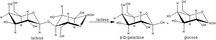 lactose --lactase--> D-glucose + beta-D-galactose