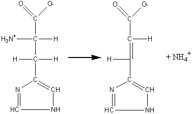 L-histidine --> urocanate + ammonia