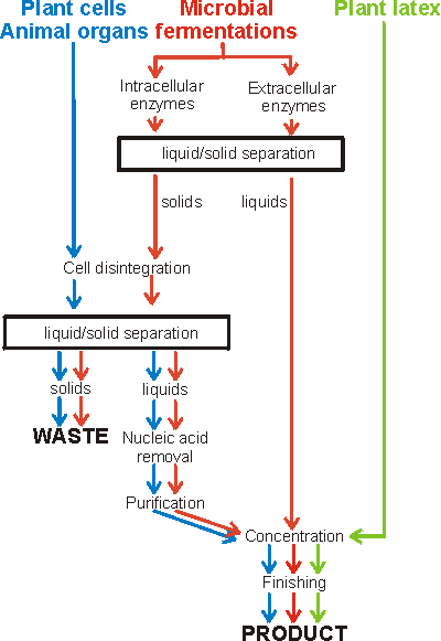 Enzyme preparation flow chart