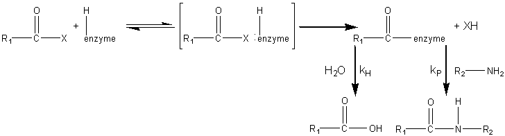 RCOX + H-enzyme --> RCO-enzyme --(+R2NH2, kP)--> RCONH-R2;