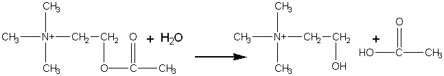 acetylcholine + water  --> choline + acetic acid