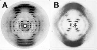 X-ray diffraction patterns for A-DNA and B-DNA from http://undsci.berkeley.edu/article/0_0_0/dna_06
