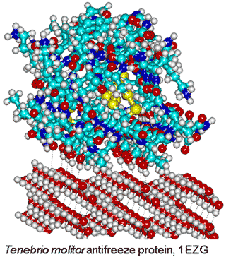 Tenebrio molitor antifreeze protein, from PDB  1EZG, binding to ice