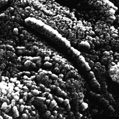 The electron microscope revealed chain structures in meteorite fragment ALH84001 from NASA - http://web.archive.org/web/2/curator.jsc.nasa.gov/antmet/marsmets/alh84001/ALH84001-EM1.htm