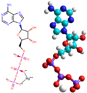 Adenosine triphosphate, ATP4− Mg2+