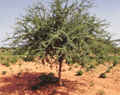 Acacia-Senegal, from http://www.tree-nation.com/ 