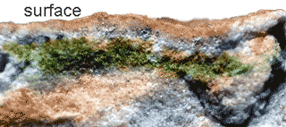 Cross-sectioned antarctic cryptoendolith lifeform showing as a green layer a few millimeters inside a clear rock