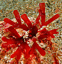 Gracilaria brevis (Rhodophycae) from Baker, A.L. et al.  2012.  Phycokey -- an image based key to Algae (PS Protista), Cyanobacteria, and other aquatic objects. University of New Hampshire Center for Freshwater Biology. http://cfb.unh.edu/phycokey/phycokey.htm 17 May 2014