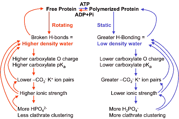 Summary of cooperative changes creating low density water when a protein, such as actin, is polymerized