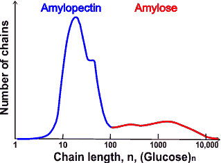 Chain lengths after debranching starch, from [4157], both the amylopectin and amylose chains are bimodal.