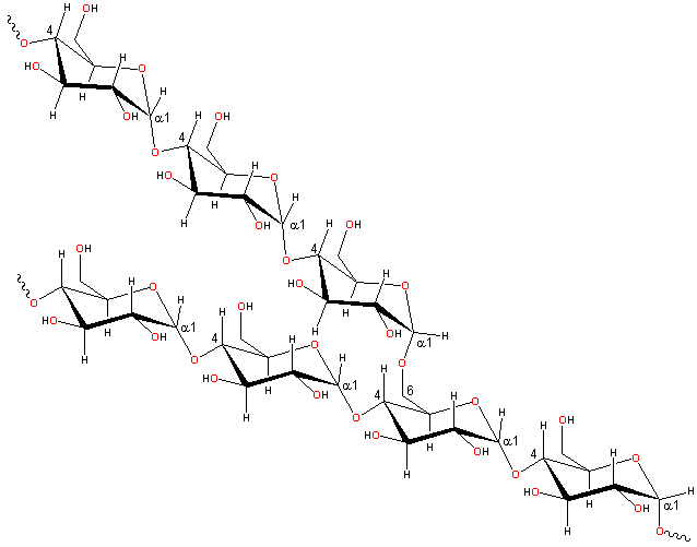 Amylopectin structure