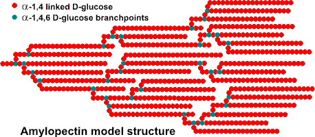 Amylopectin model structure