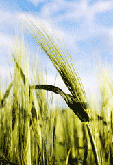 Barley gives beta-glucan