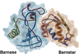 barnase-barnstar protein, from PDB 1BRS