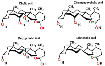 Important bile acids