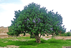 Carob tree, by Professor Mark Wilson