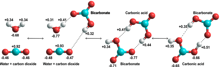 H2O + CO2 H2CO3 catalyzed by HCO3- [3819] as given by ab initio 6-311** calculations