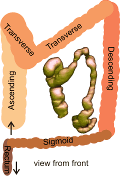  the human colon