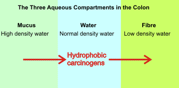 partitioning between the aqueous environments in the colon