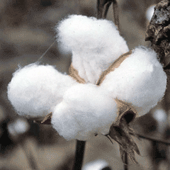 Cotton plant