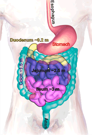 digestive tract adapted from Blausen.com staff. Blausen gallery 2014. Wikiversity Journal of Medicine. DOI:10.15347/wjm/2014.010. ISSN 20018762