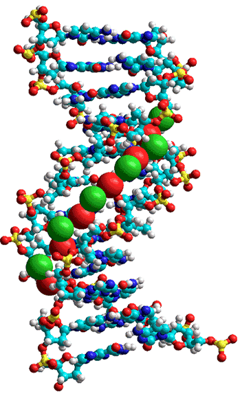 hydration of the minor groove of DNA (dodecamer CGCAATTCGCG; NDB BD0008; http://ndbserver.rutgers.edu/atlas/xray/structures/B/bd0008/bd0008.html)