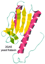 yeast frataxin. from the Protein DataBank