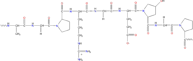 representative gelatin structure; AlaGlyProArgGlyGlu4HypGlyPro