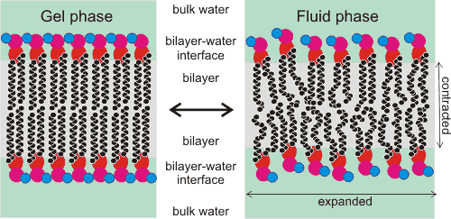 cartoon showing the gel fluid transition in phospholipid bilayers