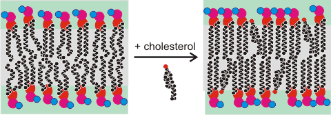 cartoon showing the transition in phospholipid bilayers on addition of cholesterol