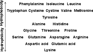 Hydrophobicity: (phenylalanine=isoleucine=leucine)>(tryptophan-cysteine=cystine=valine=methionine)>tyrosine>(alanine=histidine)>(glycine=threonine=proline)>(serine=glutamine=asparagine=arginine)>(aspartic acid=glutamic acid)>lysine